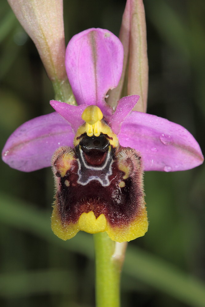 O.apifera x O.holosericea.....ed altri ibridi.